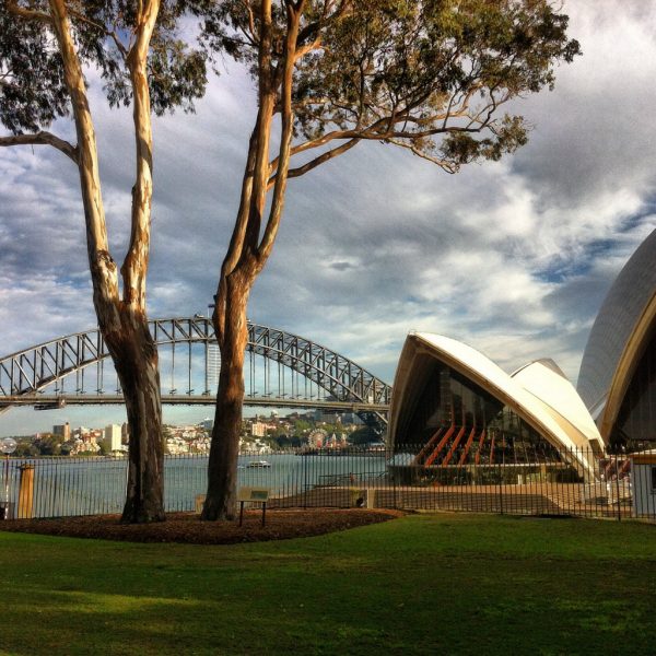 Australian icons, a gum tree, Opera House and Sydney Harbour Bridge