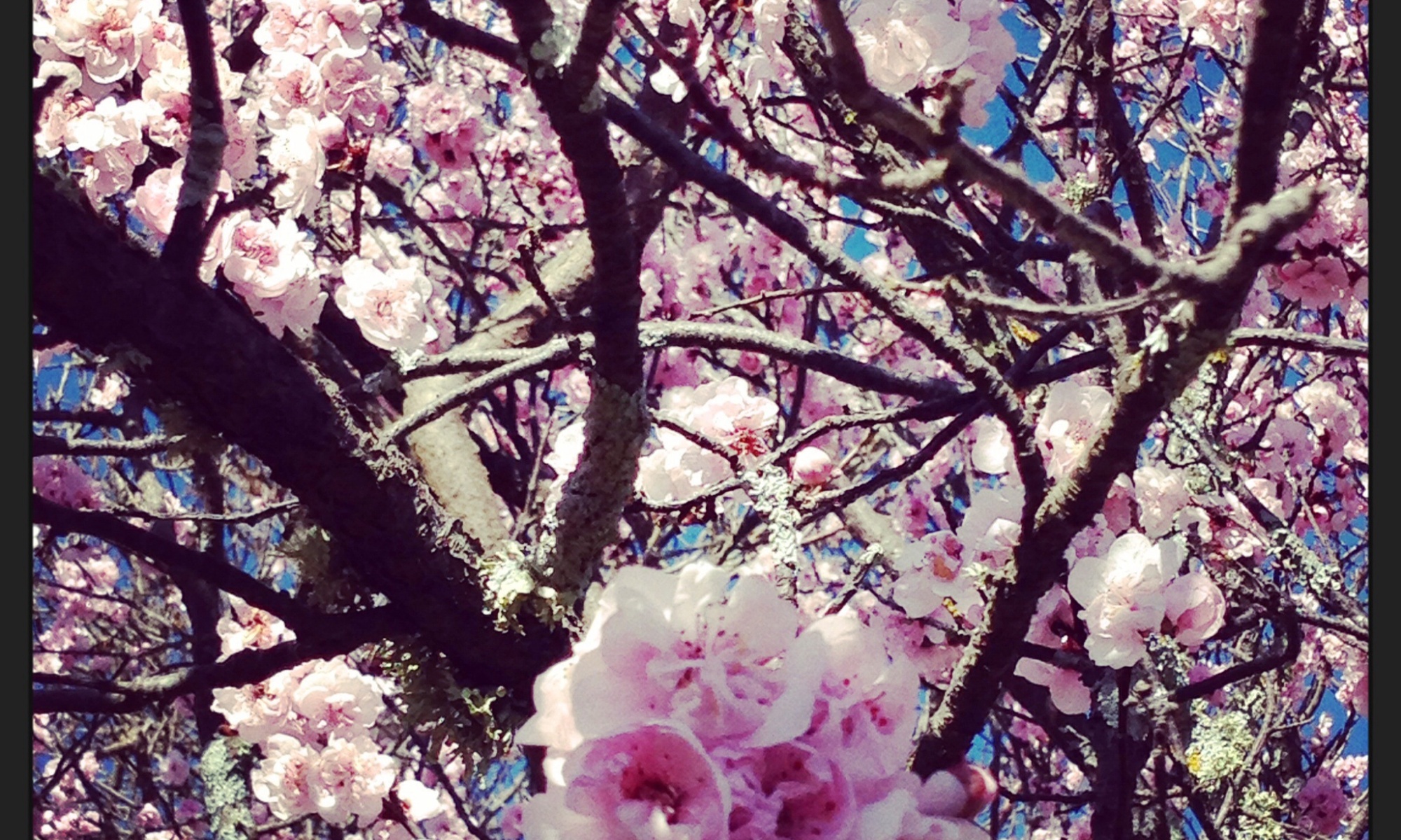 Springtime blossoms