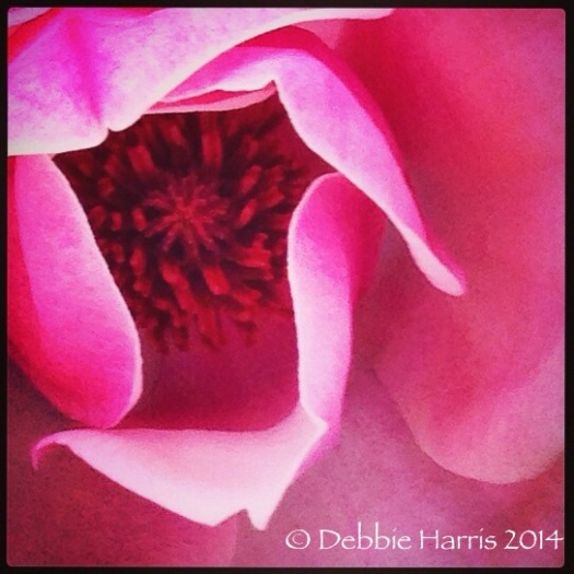 Inside the magnolia