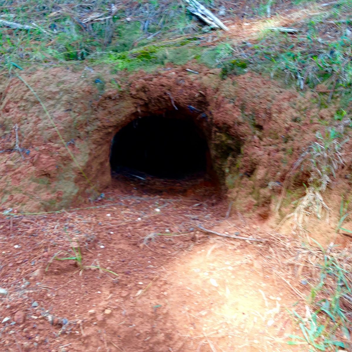 Is anyone home? - a wombat lives here