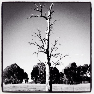 A beautiful dead tree standing tall
