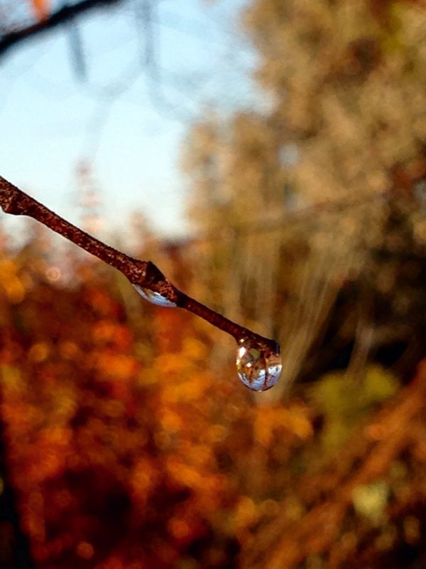 Droplet of dew