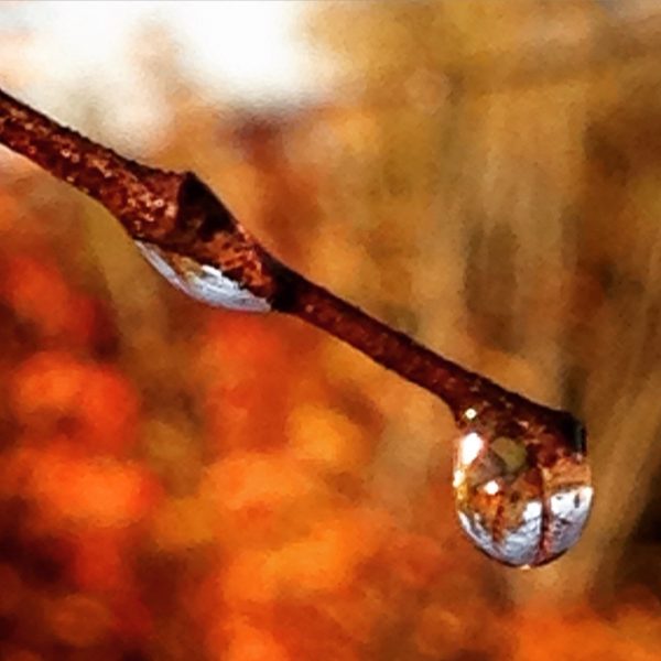 Dew droplet