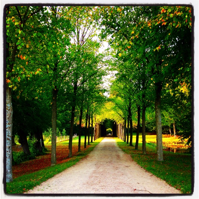 Avenue of autumn colours in Denmark