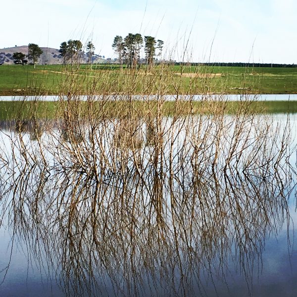 Mannus Lake with trees