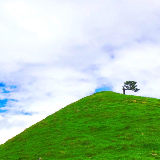 One tree hill in South Island NZ