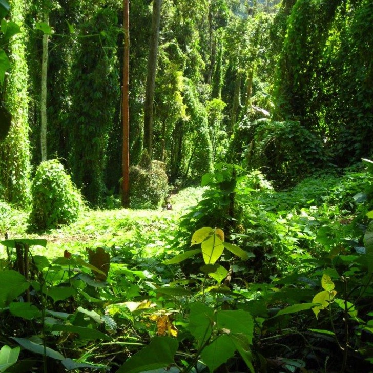 Jungle along the Kokoda Track