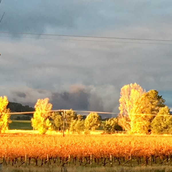 Pure Gold, afternoon light shining over the vineyard in Autumn