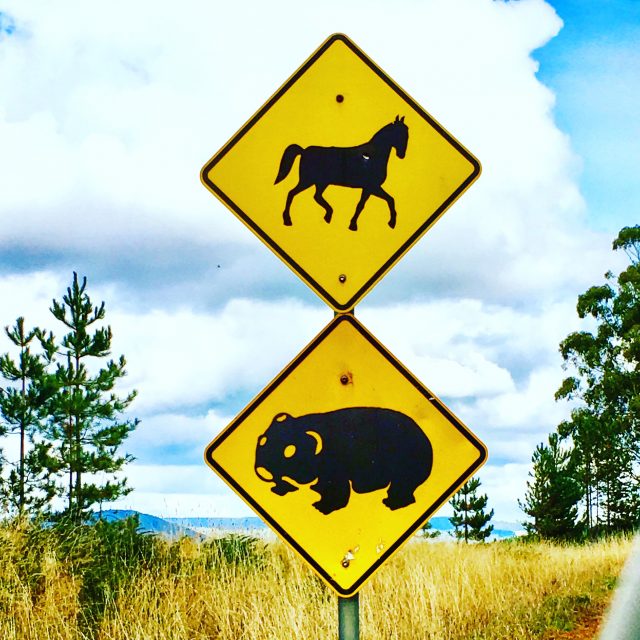 Danger sign for horses and wombats