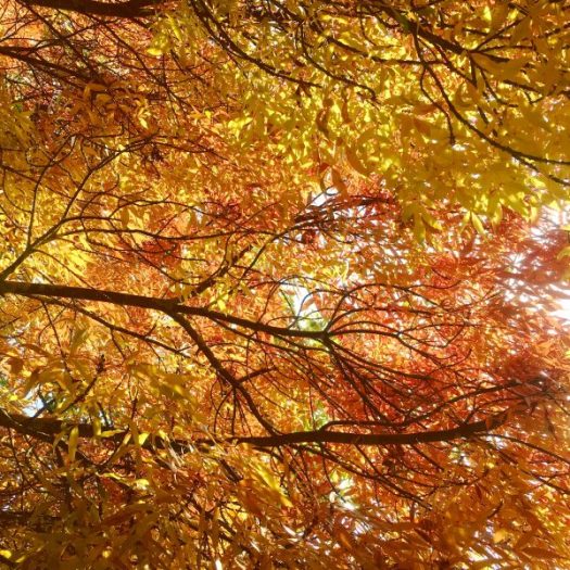 Autumn colour. leaves