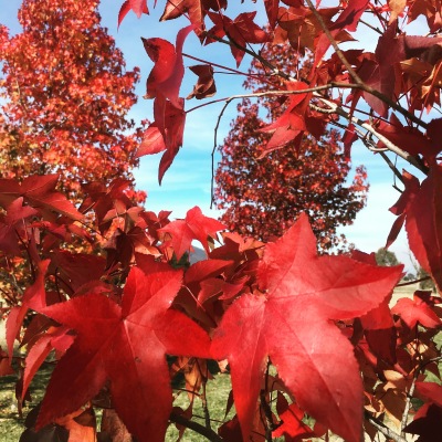 Red leaves, autumn colour