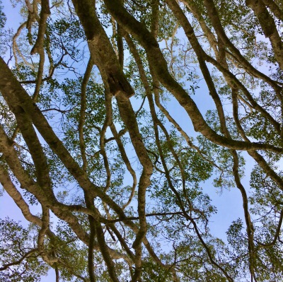 Looking up through the trees