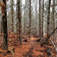 Forest tracks on a winter's day in Tumbarumba