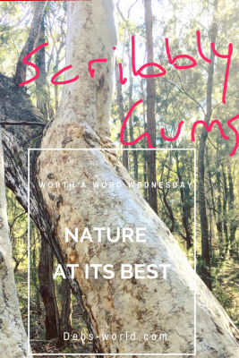 Scribbly gums in the Australian Bush are very interesting trees and deserve a few words for Worth a Word Wednesday!!