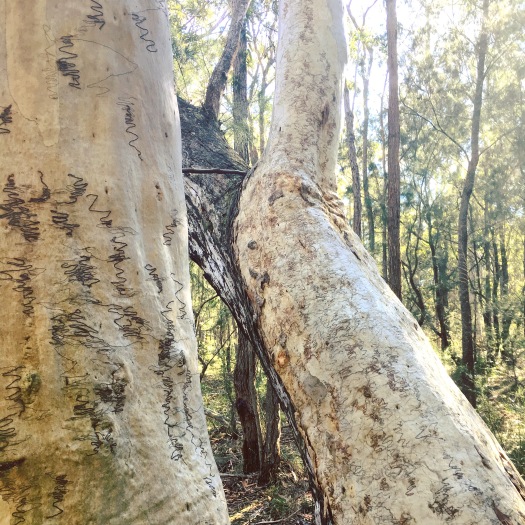 Scribbly Gums In the Australian bush are very special trees