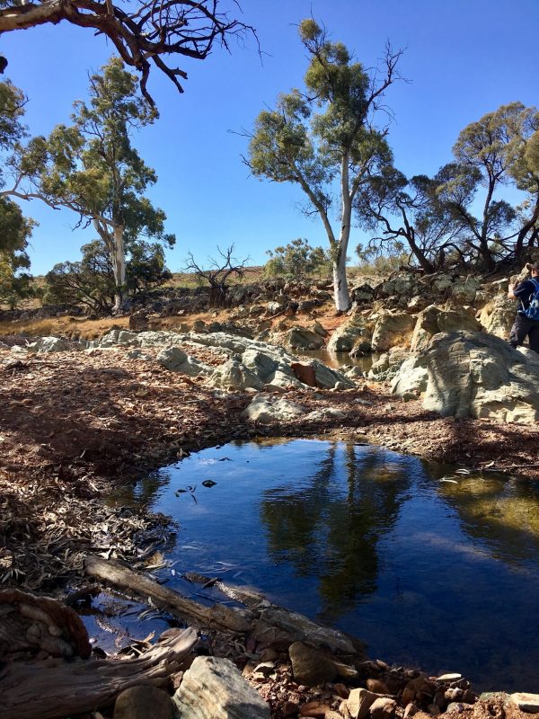 A waterhole along the creek in the Flinders Ranges