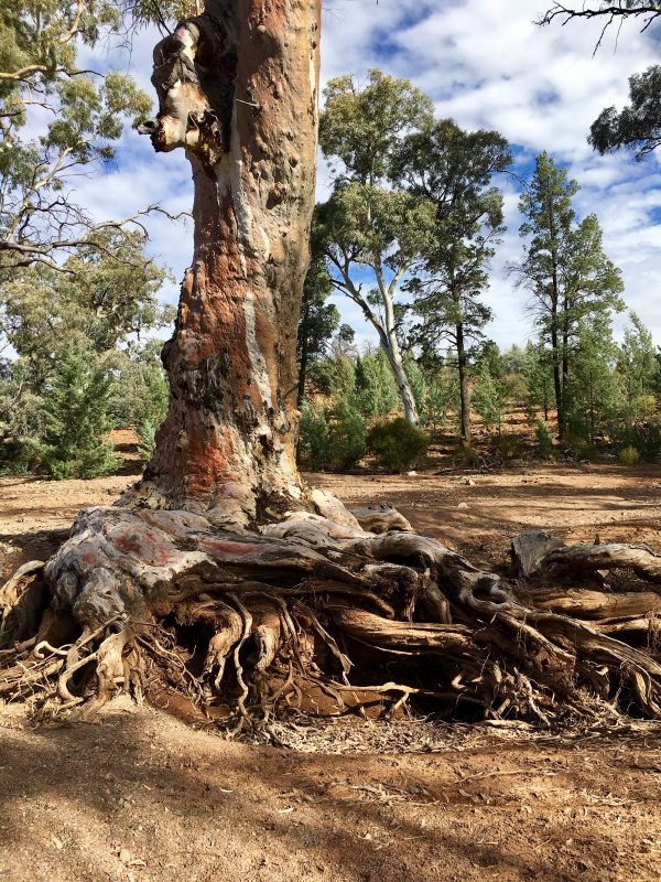 An ancient old tree on the Frome River in the Flinders Ranges