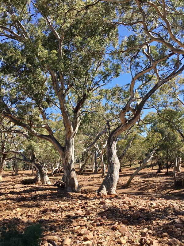 River red gums along the riverbed
