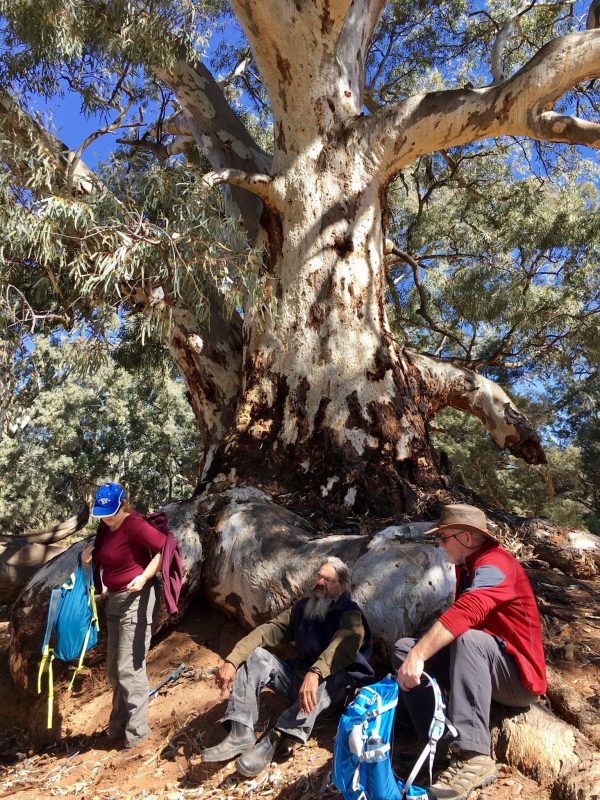Lunch under this huge old tree in the Flinders Ranges