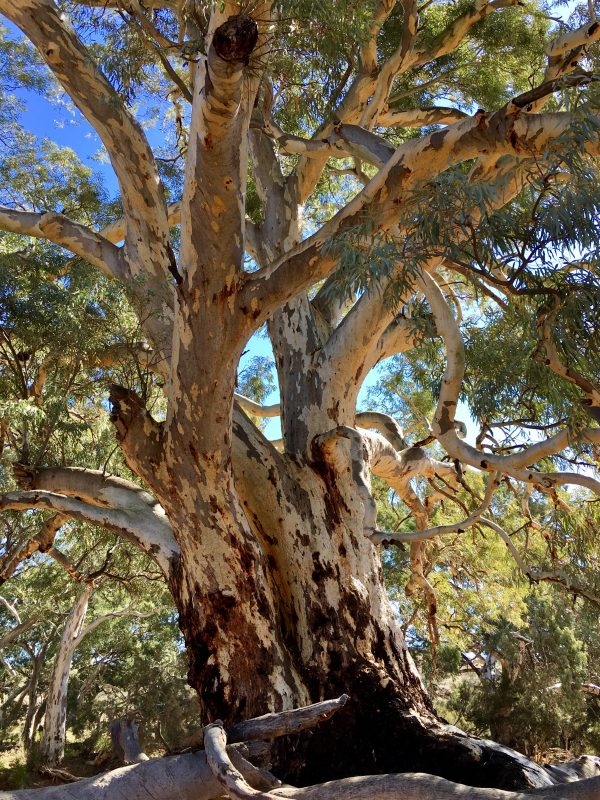 River gum along the Frome River in South Australia's Flinders Ranges