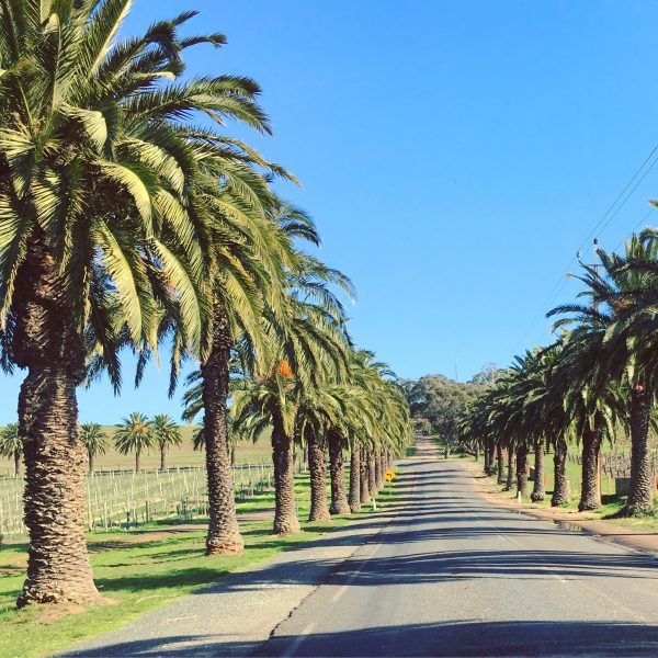 Palm tree lined road in Seppeltsfield, Barossa Valley