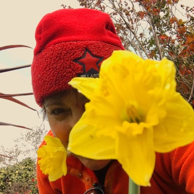 Debbie and the Daffodils