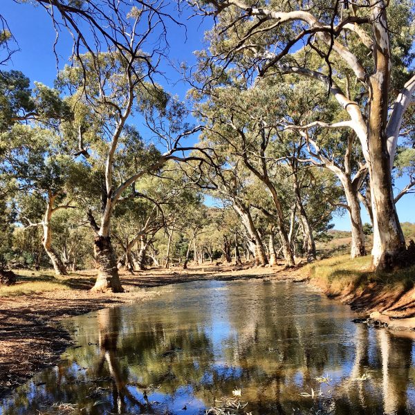 River Gums in the Frome River, Flinders Ranges, South Australia