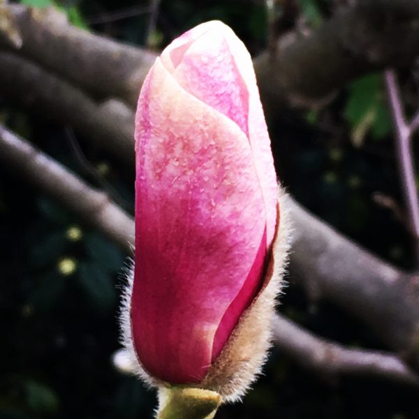 Magnolia unfurling into spring