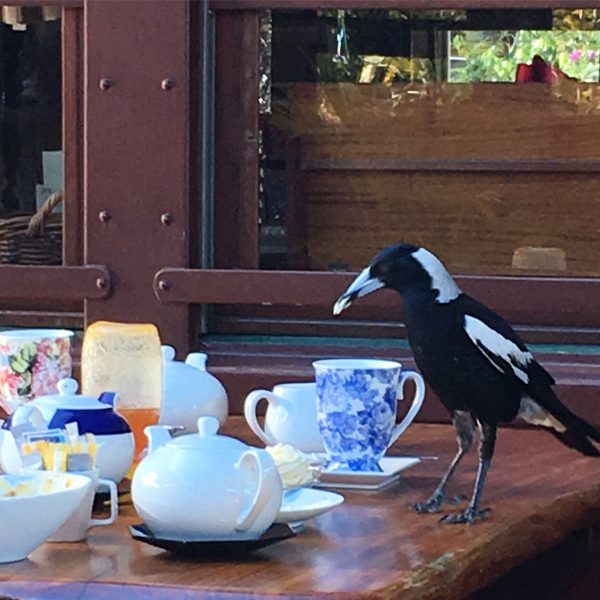Magpie enjoying his afternoon tea, rather than swooping me in spring time