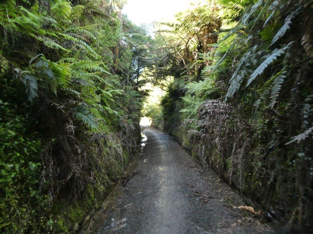 A cutting on Hauraki rail trail