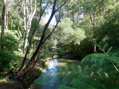 Purlingbrook Falls in Springbrook on the Gold Coast hinterland