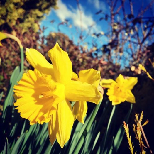 Home to sunshine, blue sky and daffodils