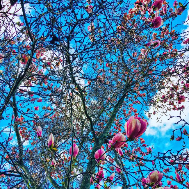 Looking up through the Magnolia tree