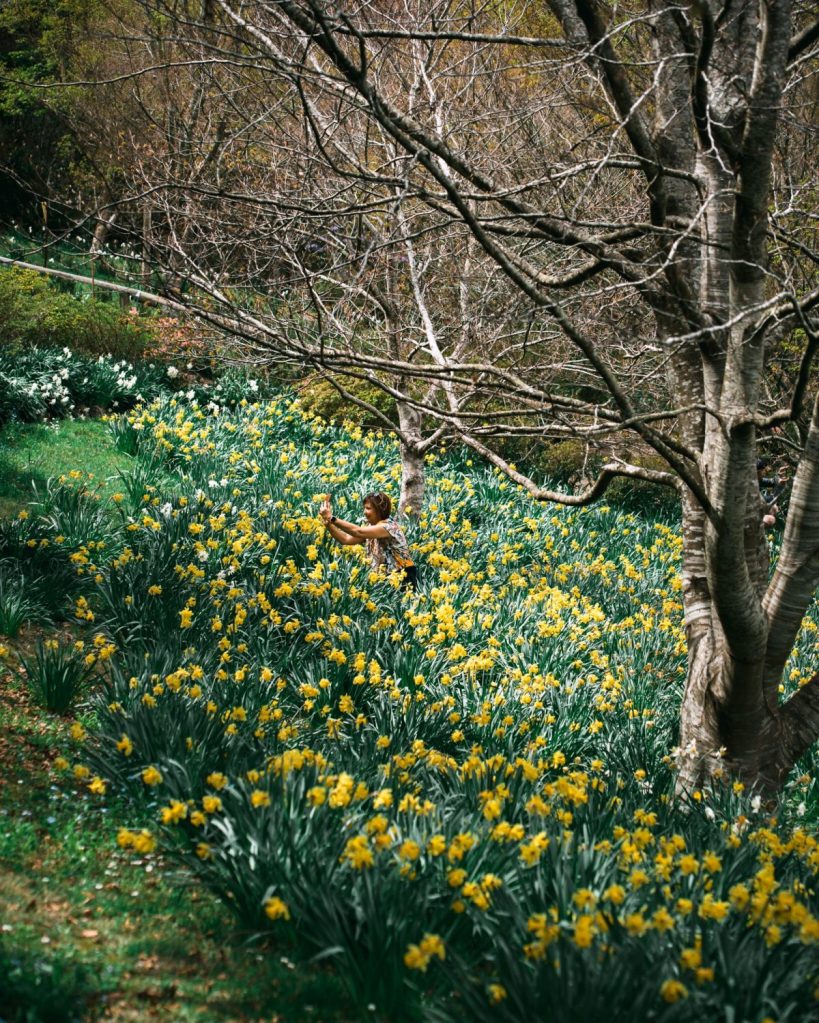 In the Daffodil Meadow at Forest Glade Gardens