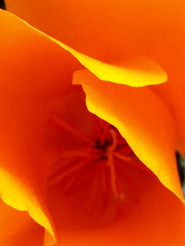 Orange poppy 3