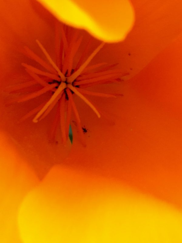 Orange poppy 2