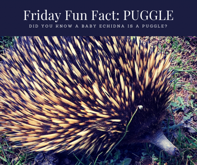 Friday fun fact about baby echidnas called Puggles