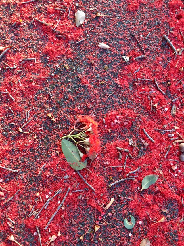 Red flowering gums in Melbourne