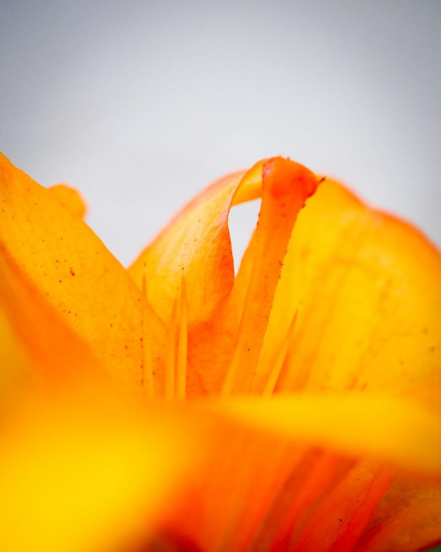 Orange lily #2