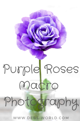 Purple roses, macro photography