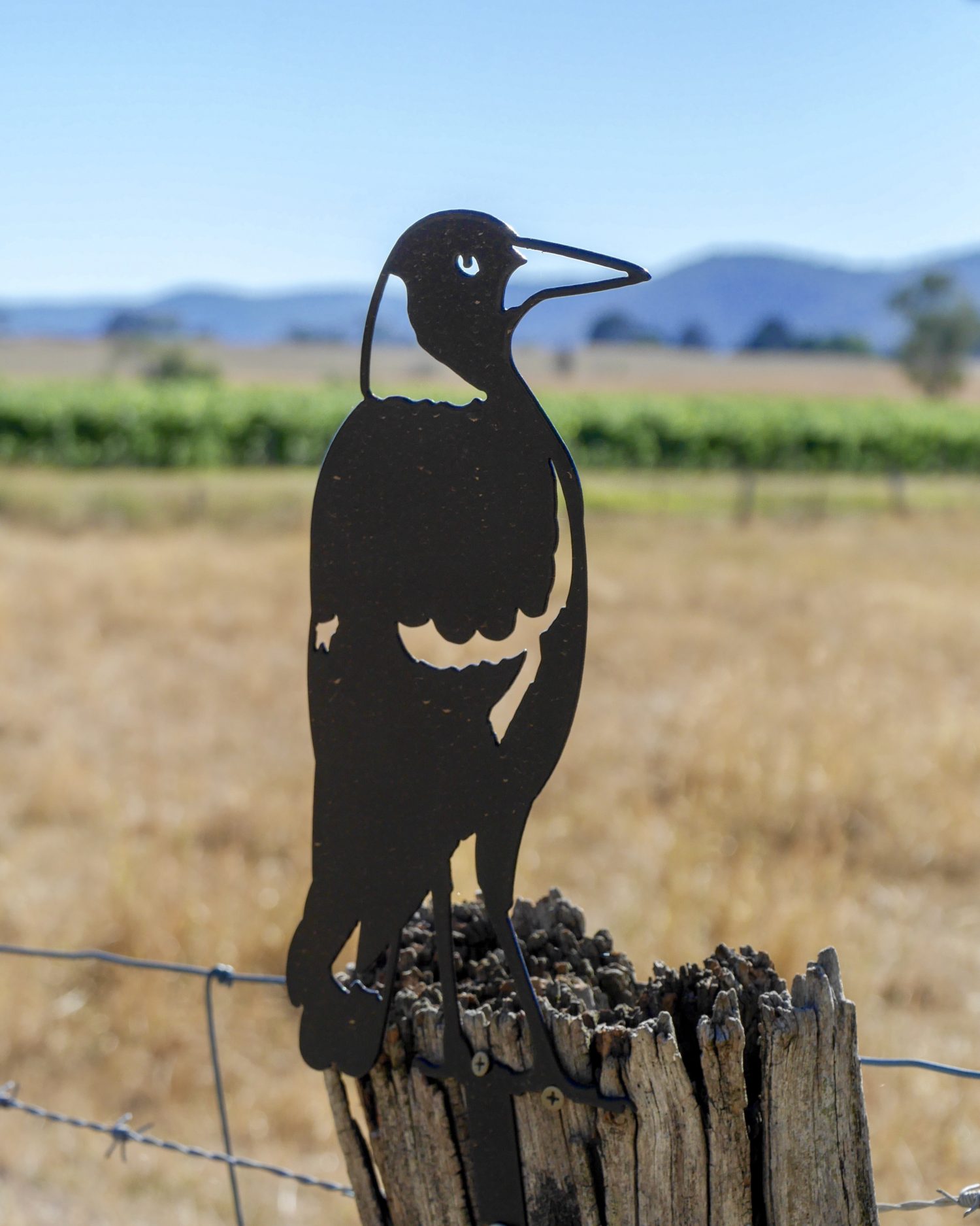 Magpie sitting on the fence