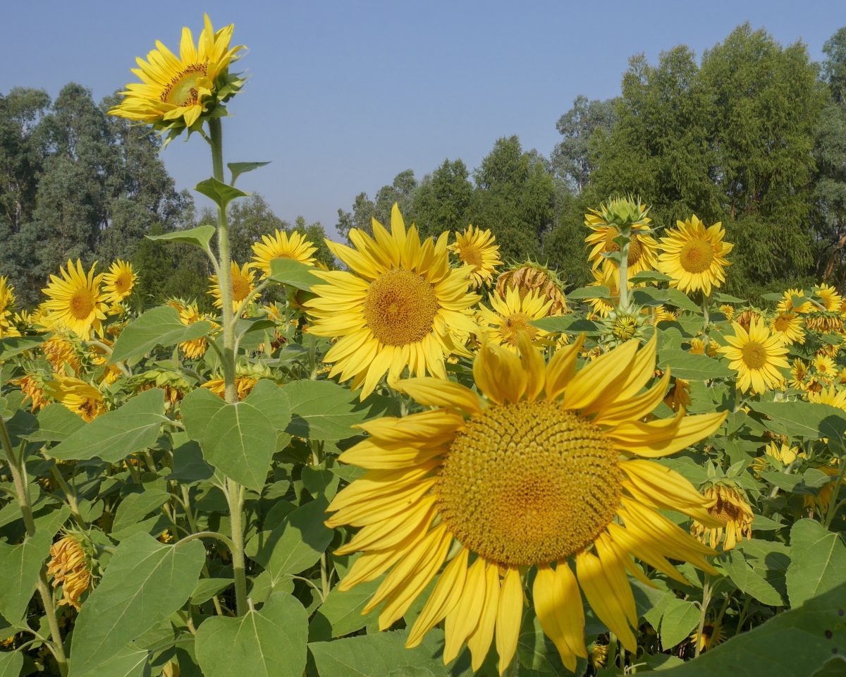Sunflowers - green and gold