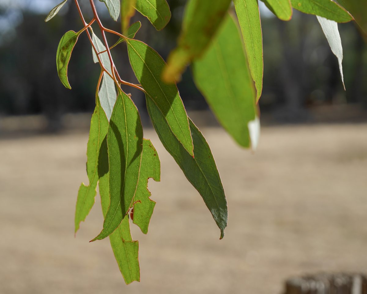 Green gum leaves