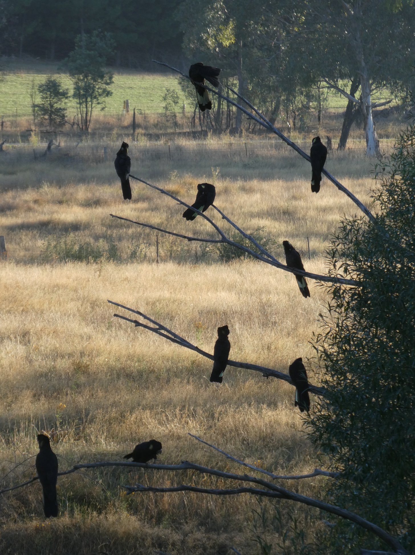 Black cockatoos along the rail trail