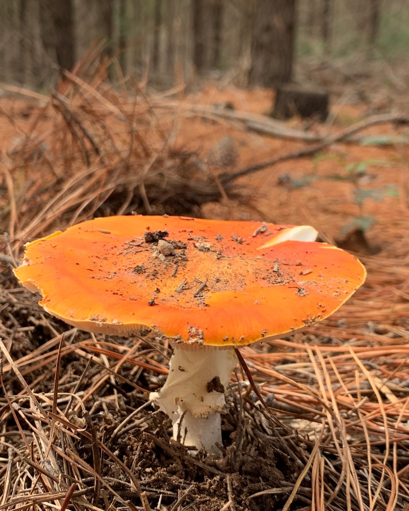 Toadstool in the forest