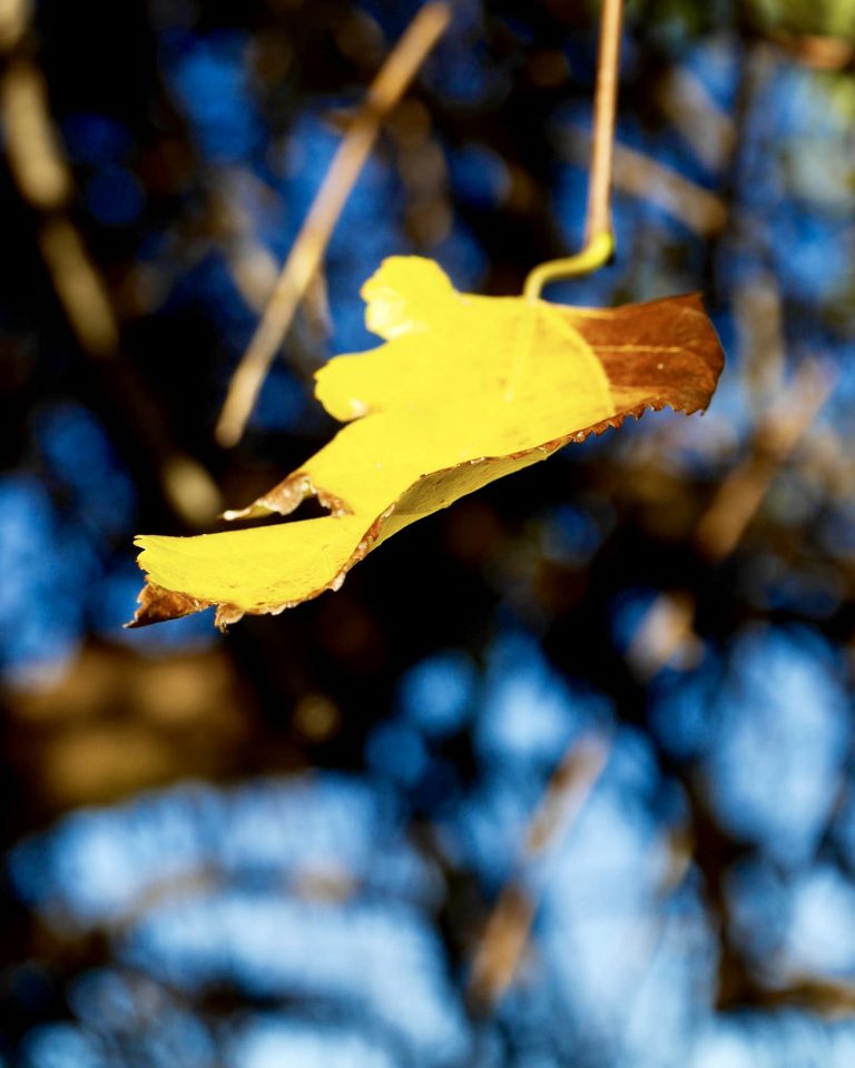 Autumn leaf hanging off the tree