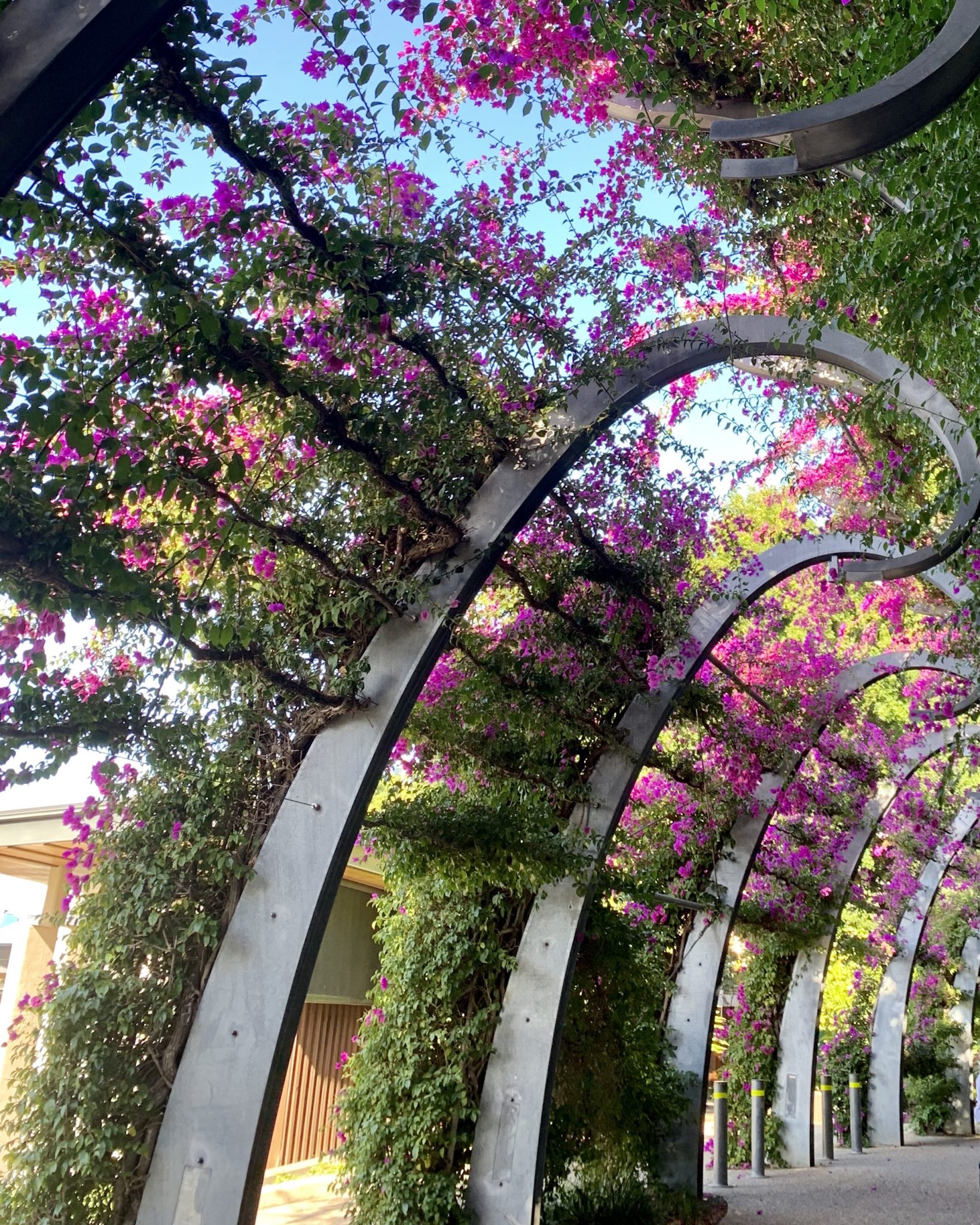 The bougainvillea arbour at South Bank Brisbane