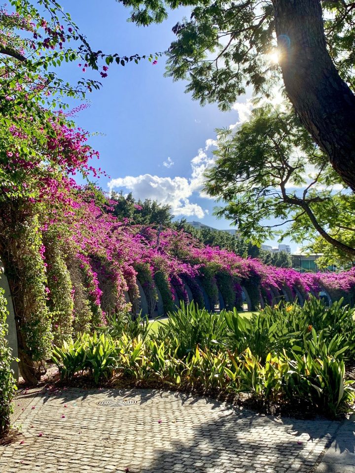 The bougainvillea arbour at South Bank Brisbane