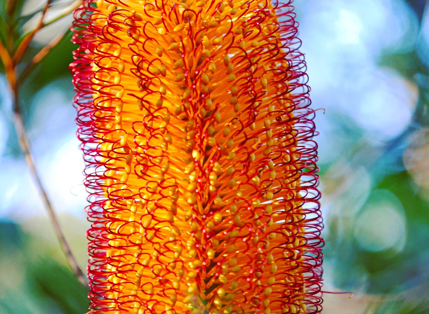 Banksia flower - Australian native