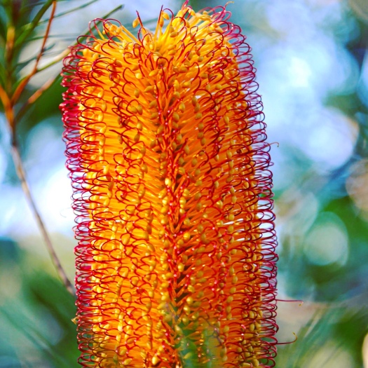Banksia flower - Australian native